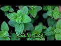 زراعة الزعتر الاخضر من البذور