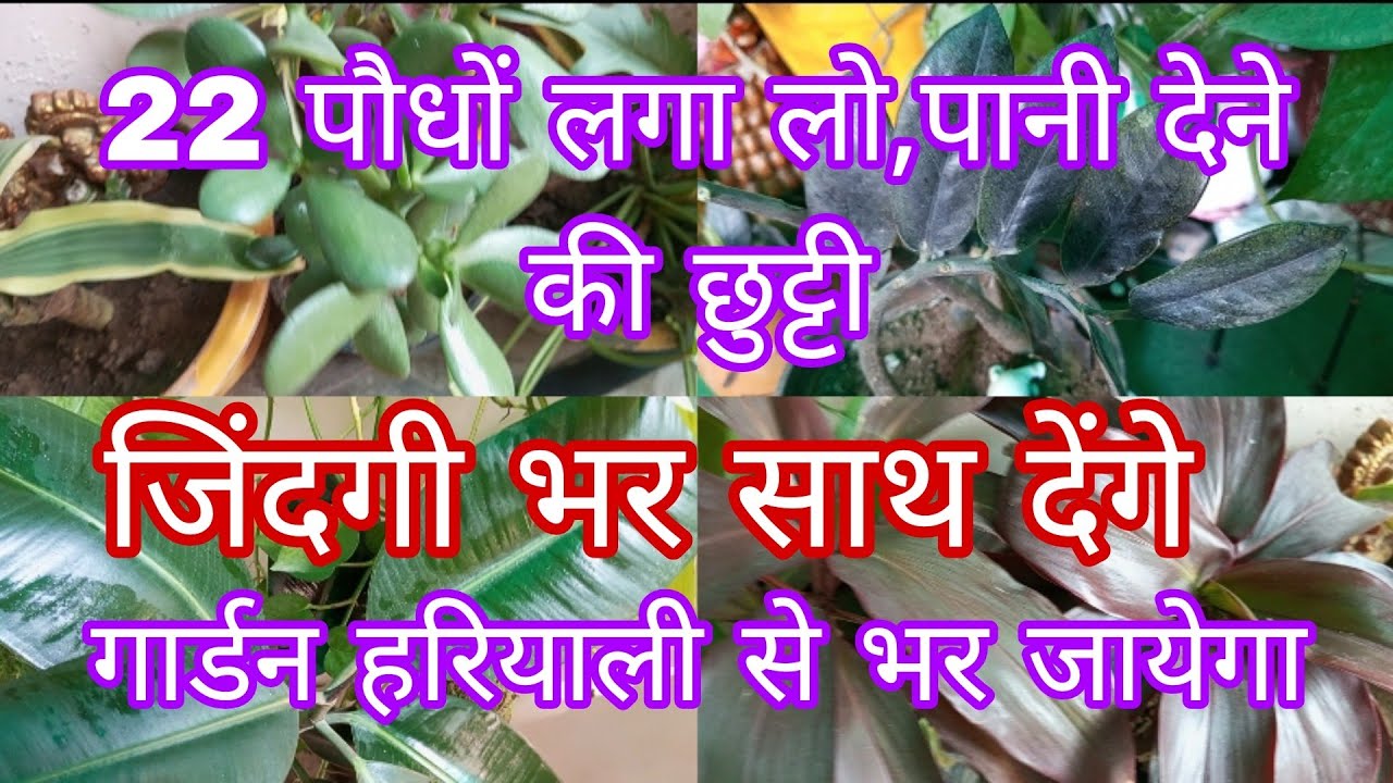 22 पौधे लगा लो,पानी देने की छुट्टी,जिंदगी भर साथ देंगे,गर्मियों में गार्डन हरा भरा और रंगीन दिखेगा