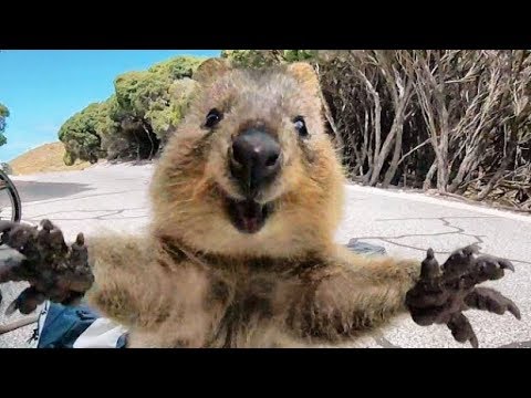 CUTEST Wild Animals on the Planet - YouTube