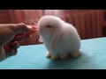 Декоративный кролик ест морковь*Pygmy rabbit eating a carrot