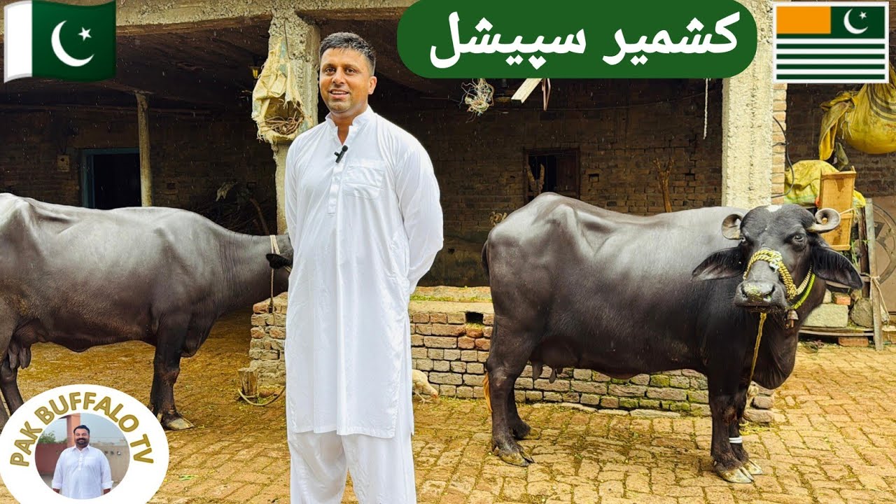 Buffalo Farming In Kashmir || Ch Yasir Sb || Pak Buffalo Tv 