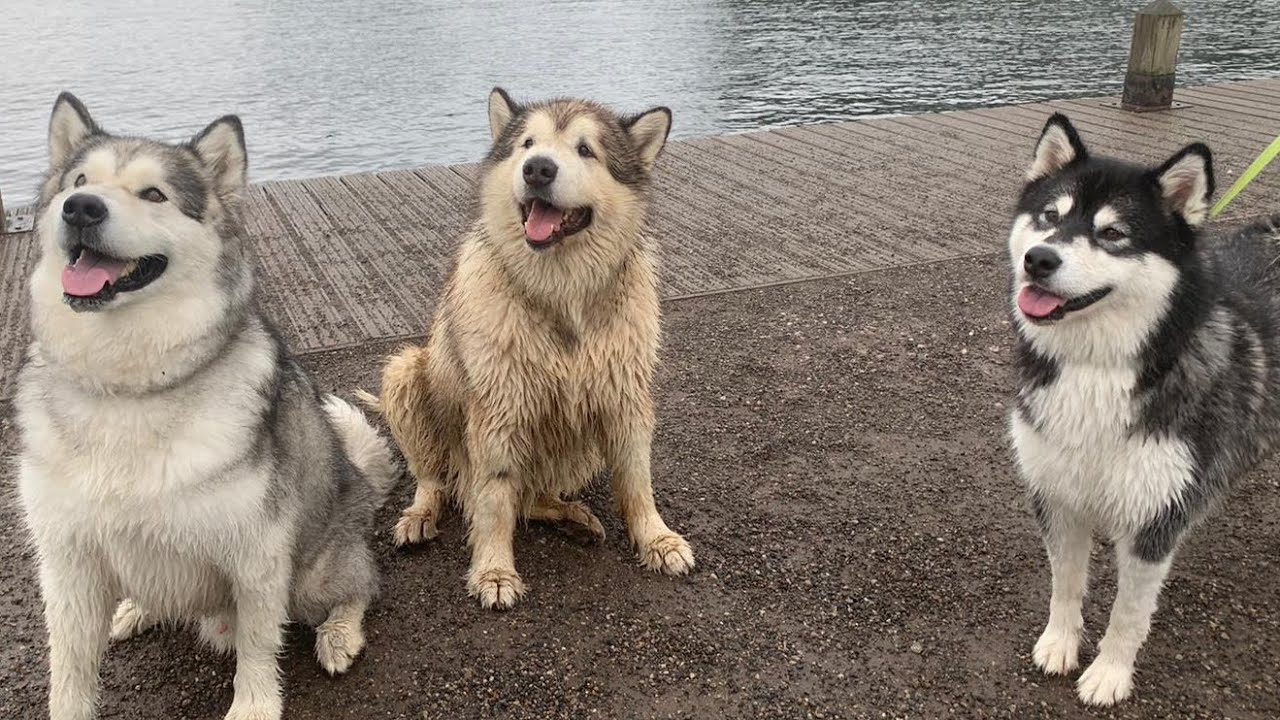 Alaskan Malamute Party! Meeting Up With Friends For Walkies