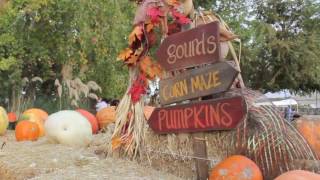 Pumpkin Patch || October 29, 2016