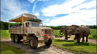 Wild Safari at six flags great adventure 🦁🐅🦓🐘🦏🦒🦌🦧🦆🐻