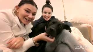 Virtual Dog Adoption Event