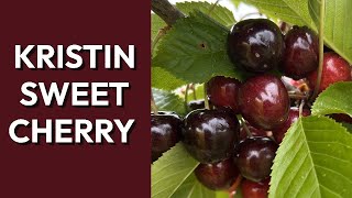 Kristin Sweet Cherry: Growing, Harvesting, and Ripening Guide for Home Orchards | Dingdong's Garden