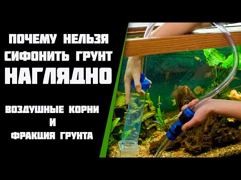 Почему нельзя сифонить грунт в аквариуме, наглядно. Воздушные корни у растений.