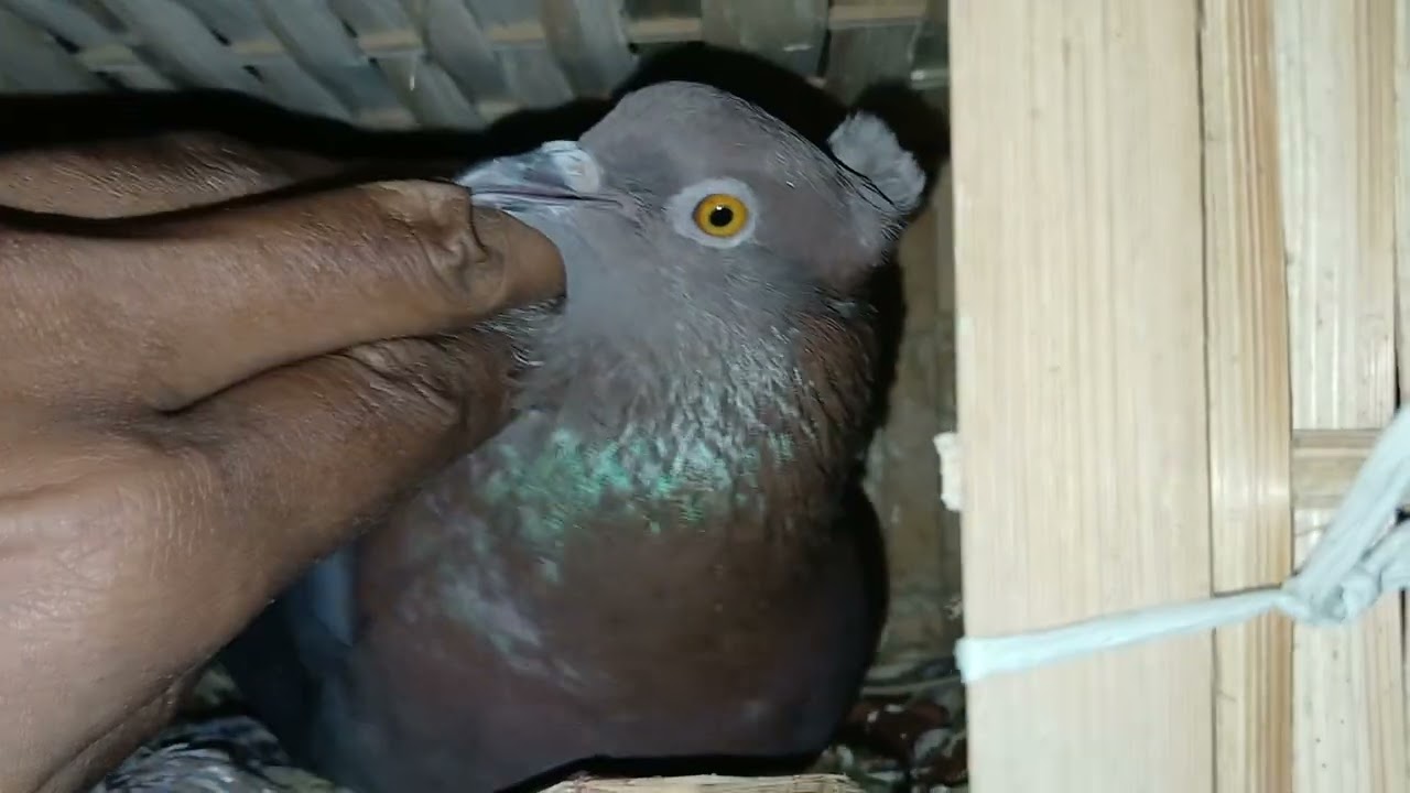 কবুতর এর মাছি দমন হলো শেষ পর্যন্ত🫡