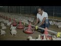 Solar Powers Chickens in Jamaica