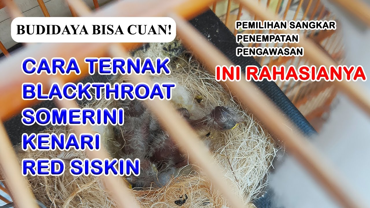 Cara saya ternak burung Blackthroat, Somerini, Red Siskin dan Kenari