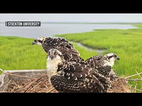 Concerns grow for Jersey Shore's osprey population amid food shortage