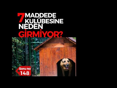 Video: Köpeğin Kulübeye Taşınması