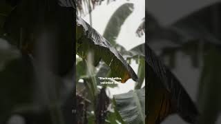 Tak Selalu Memiliki  Lyodra Ginting liriklagu storywa songs