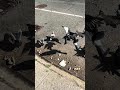 Albino Pigeon