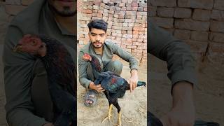 panes aseel patha only shoq #aseelmurga #roosterfarm #chicken #assel #hen