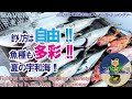 #328【宇和海フィッシング】夏の宇和海で多様な釣りを楽しむつりばか達