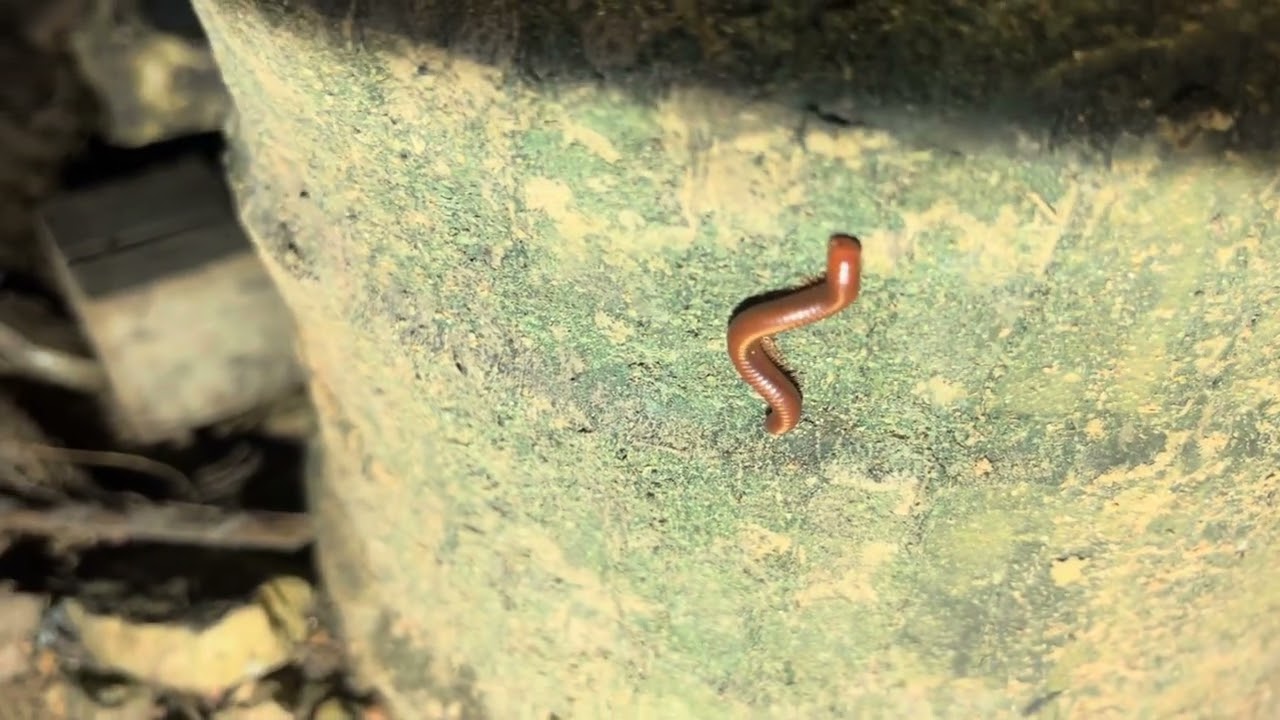 The god moth comes out at night 