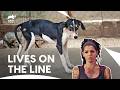 Dog Rescues That Shake The Team’s Resolve | Pit Bulls & Parolees S7 E1,3,5 | Animal Planet