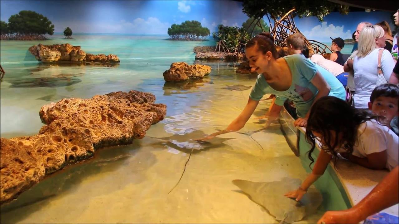 Touching and Petting Sharks and Rays