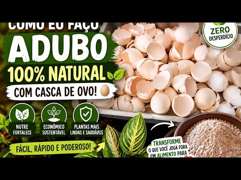 HOW I MAKE 100% NATURAL FERTILIZER WITH EGG SHELLS 🥚🌱 | Easy, Affordable, and Powerful!