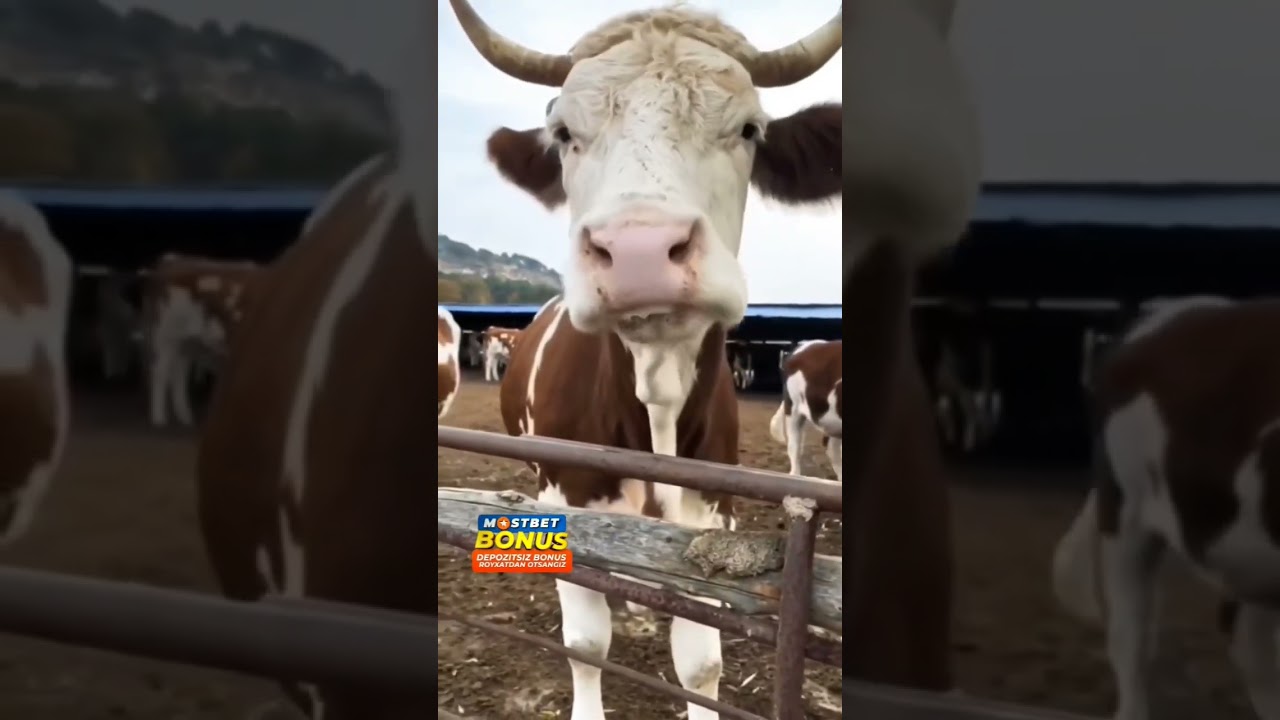 300ta oson✊chingiz golos xudoga soldim karochi 😂