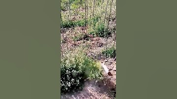 unique agricultural tool for clearing weeds in the garden #shorts