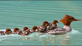 Nine Speedy Ducklings  |  Merganser, Goosander baby ducks with mom