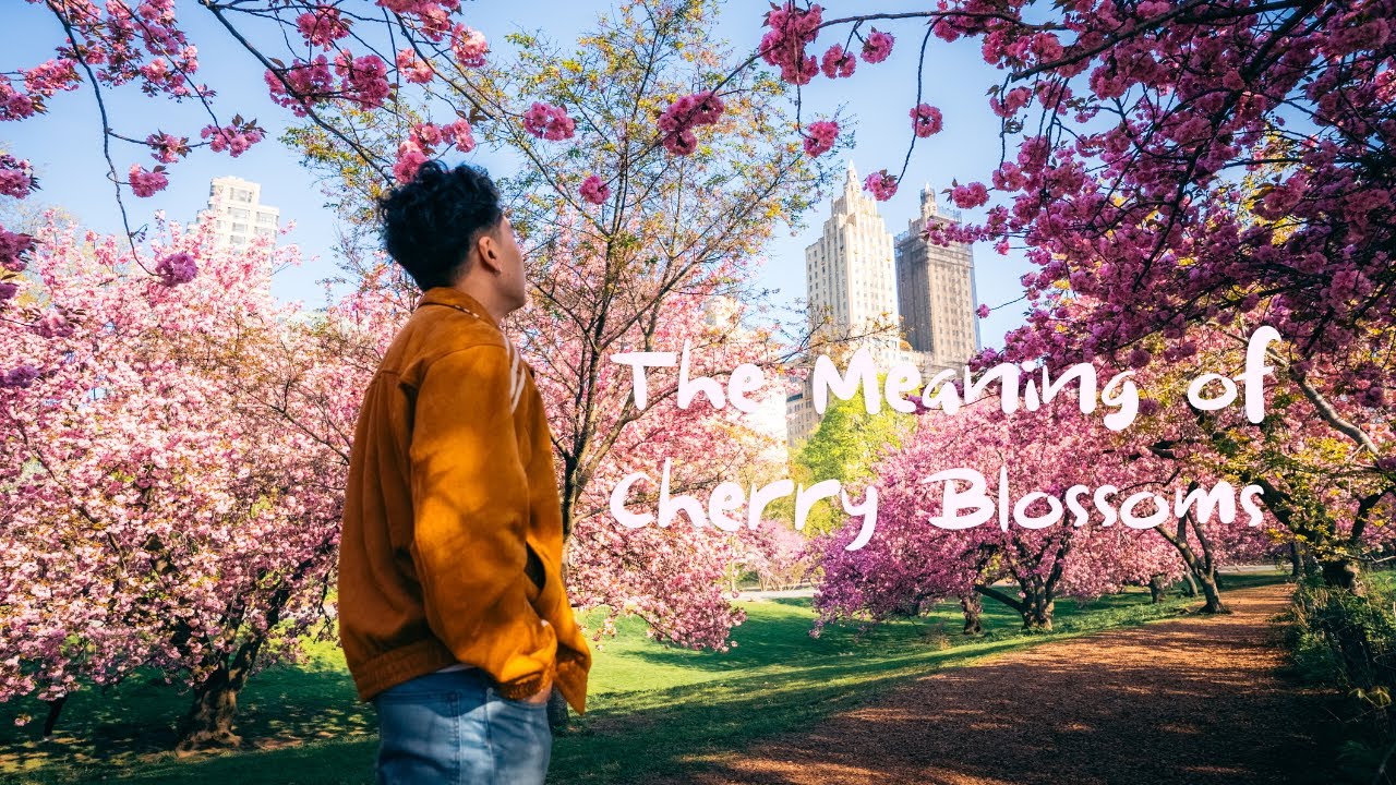 How Cherry Blossoms Became a Symbol of NYC Spring - YouTube