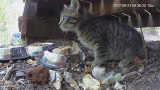 Furball 2018: Poppy and Her Kittens by Feral Cat Coalition of Oregon 2,190 views 4 years ago 3 minutes, 16 seconds