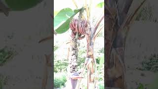 Red Banana In Neykurendhoo