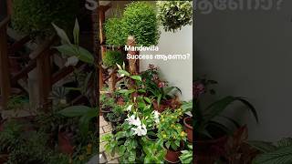 mandevilla ഒരിക്കലും നശിക്കില്ല#mandevilla#gardening#youtubeshorts