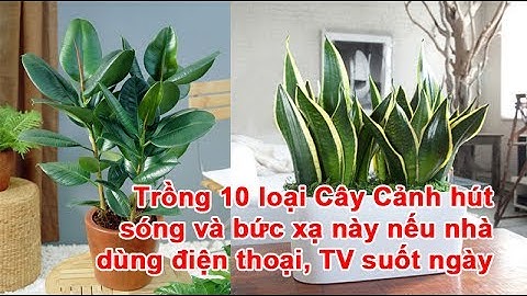 Trồng 10 loại Cây Cảnh hút sóng và bức xạ này nếu nhà dùng điện thoại, TV suốt ngày