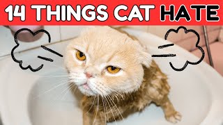 Celebrity Stop Doing These 14 Things (Your Cat Hates Them) Net Worth