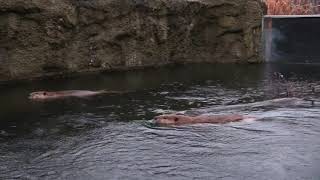 Detroit Zoo Short Film Project