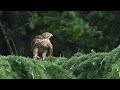 2021/06/27オオタカ 幼鳥 NorthernGoshawk