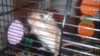 Rainbow bridge video