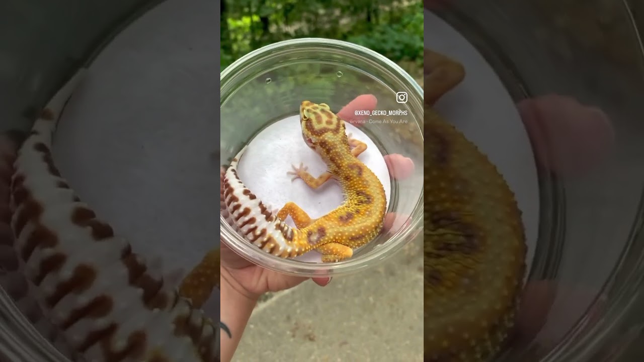 Tremper albino Leopard gecko 0.1