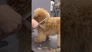 Happy Cavapoo Puppy Getting Finest Grooming