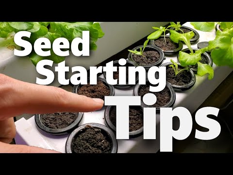 Tips For Starting Seeds In Your Hydroponic System 