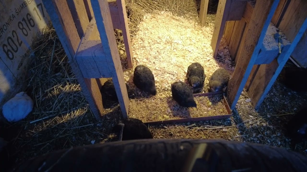 Quail Sounds 90 Minutes 🕊️ | Relaxing Evening Nature Sounds at Sunset for Sleep &Focus메추라기 소리 90분 🕊️