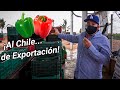 Proceso de empaque de chile bell para exportación