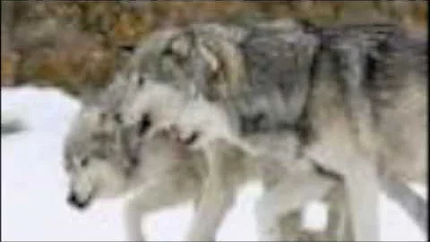 The Wolf People- Joseph Marshall III