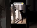He just kidding😂 #funny #dog #shorts