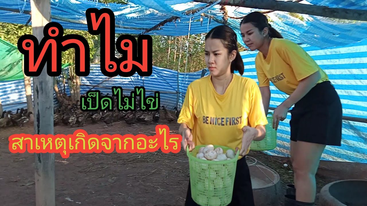 ทำไมเป็ดหยุดไข่เจอกับตัวเองแล้ว