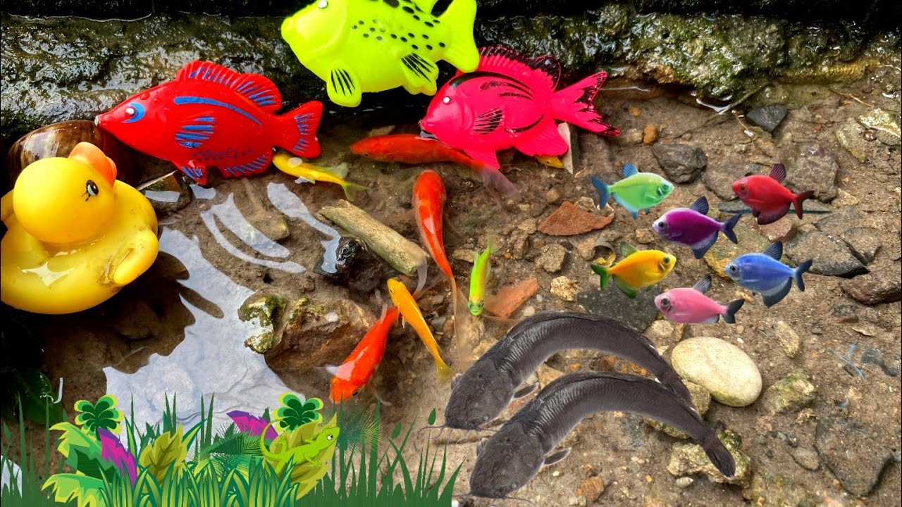 Cute animals, amazing aquarium, catching fish for aquarium, glow fish