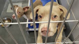 acs A674903 A674904