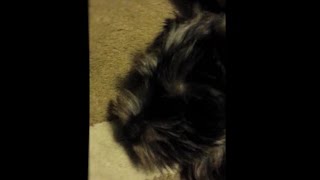 Cute Little Sleepy Schnauzer Puppy Arrives Coopertheschnauzerking