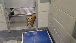 acs A667304
