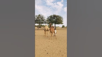 Camel 🐪 testing and love system in desert #shorts