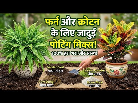 फर्न और क्रोटन में ड़ाले ये जादुई पॉटिंग मिक्स,पौधे होंगे 10 गुना घनेऔर चमकदार! Fern,CrotonPlantcare